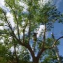 木の伐採サービス