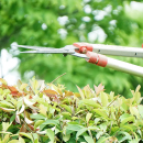 庭木の剪定サービス